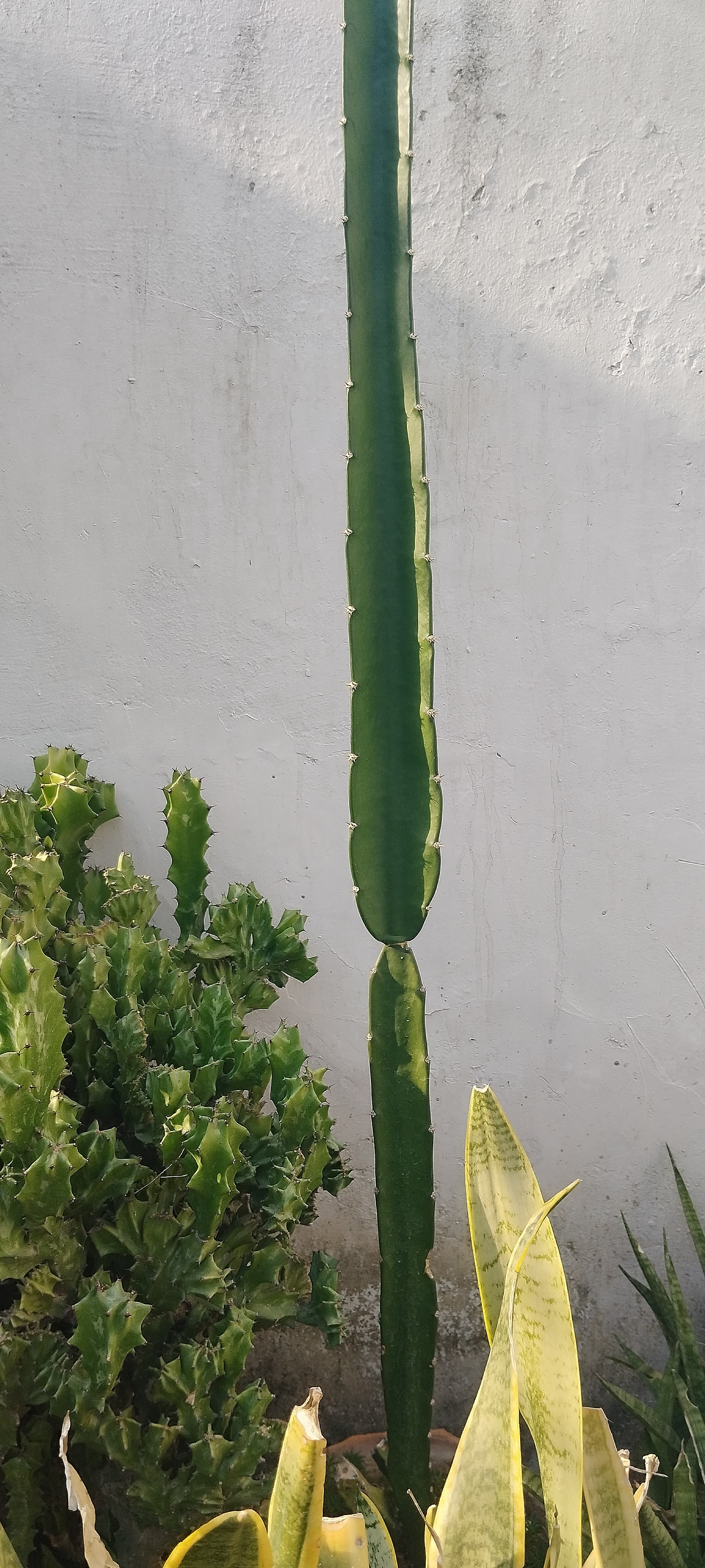 Peruvian Apple Cactus